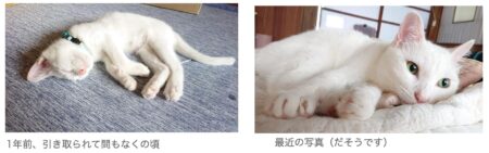 迷子猫