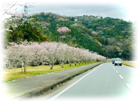 桜満開