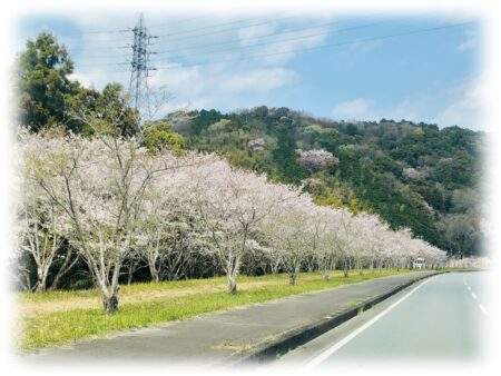 桜満開