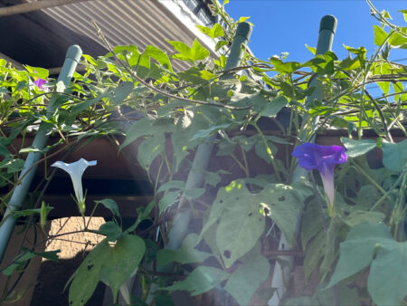 真っ白なアサガオが咲きました🌼
