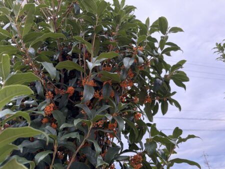 キンモクセイのいい香りがします🌼🧡