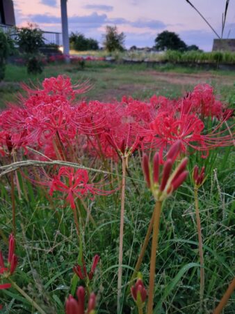 彼岸花の季節ですね🌹