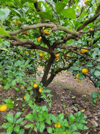 みかん狩りに行きました🍊