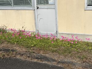 可愛い花が咲いていました🌷