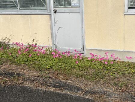 可愛い花が咲いていました🌷