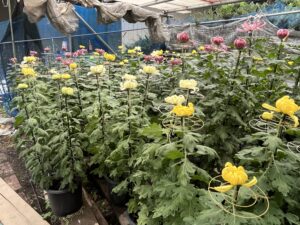 🏵️鑑賞菊 🏵️